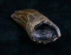 Inch Tyrannosaurus rex (T-Rex) Tooth! #4706-3
